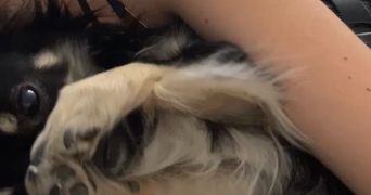 juliette pet sitter à LANTA 31570_4