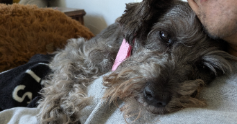 justine pet sitter à ANTONY 92160_9