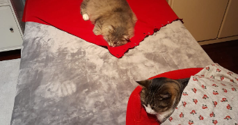 giulia pet sitter à PARIS 11 75011_4