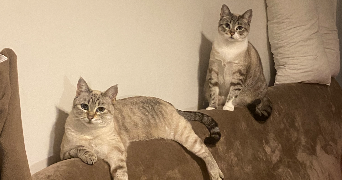 lola pet sitter à LYON 07 69007_3