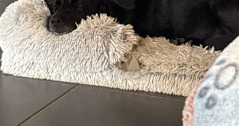 lyne pet sitter à USTARITZ 64480_2