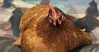 bahia pet sitter à ARGENTEUIL 95100_4