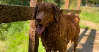 félicie pet sitter à PARIS 14 75014_3