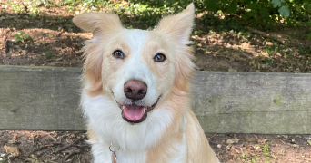 lise pet sitter à VAUCRESSON 92420_1