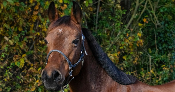 sophie pet sitter à BOISMORAND 45290_0