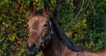 sophie pet sitter à BOISMORAND 45290