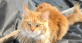 dahyna  pet sitter à POILLY LEZ GIEN 45500_2
