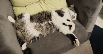 chiara pet sitter à VOUNEUIL SOUS BIARD 86580_1