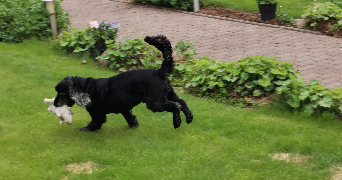 manon pet sitter à PONT ST MARTIN 44860_4
