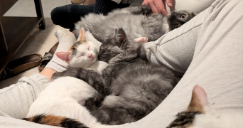 emma pet sitter à UGINE 73400_3