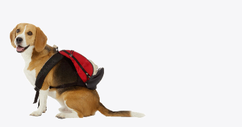 pierre pet sitter à FEURS 42110_3