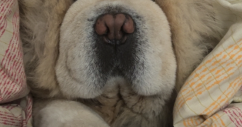 dylan pet sitter à ST ANDRE LES VERGERS 10120_3