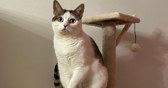 gabin pet sitter à LILLE 59000_2