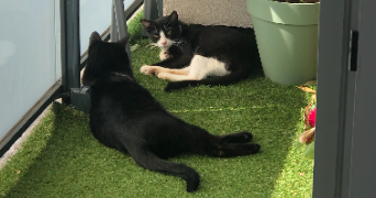lisa pet sitter à ST MICHEL SUR ORGE 91240_2