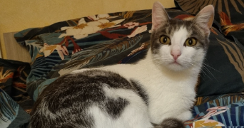 cyrille pet sitter à LUCON 85400_3