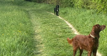 roger dog sitter à MURET 31600_7