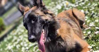 charlotte pet sitter à VAUJOURS 93410