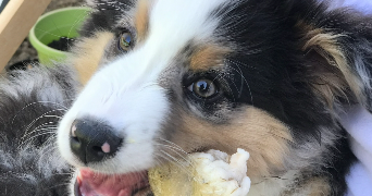 mathilde pet sitter à WAMBRECHIES 59118_4