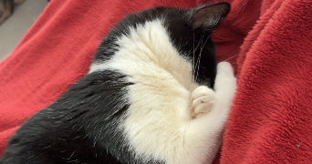 aurore pet sitter à Angers 49320_3