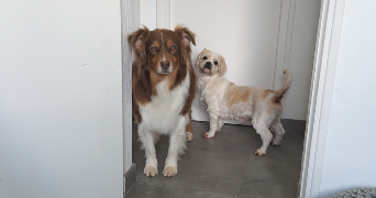 ludivine pet sitter à BREM SUR MER 85470_2