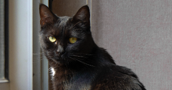 nicolas pet sitter à Clermont-Ferrand 63000_1