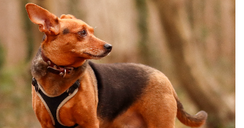 morgane pet sitter à HOUILLES 78800_6