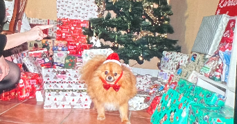 oceane pet sitter à ST DIER D AUVERGNE 63520_1