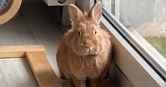 océane pet sitter à NANTES 44300_2