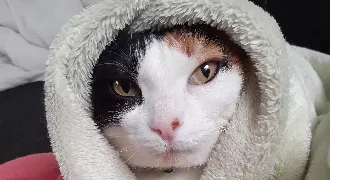sophie pet sitter à TEMPLEUVE EN PEVELE 59242