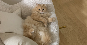 lexane pet sitter à JACOU 34830_1