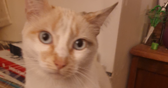 baptiste pet sitter à VILLEURBANNE 69100_4