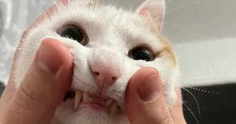 mikail pet sitter à BAVILLIERS 90800