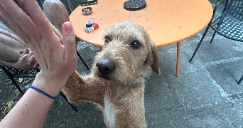 amalia pet sitter à MONTPELLIER 34090_5