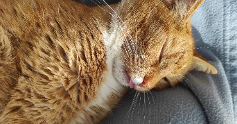 guillard pet sitter à ST NAZAIRE 44600_6