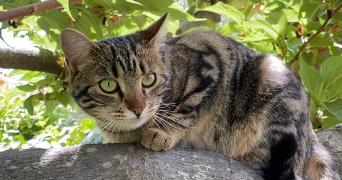 rosella pet sitter à LE PRADET 83220_7