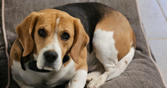 marlene pet sitter à AUNEAU BLEURY ST SYMPHORIEN 28700_34