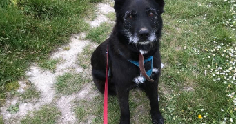 margot pet sitter à LILLE 59000_4