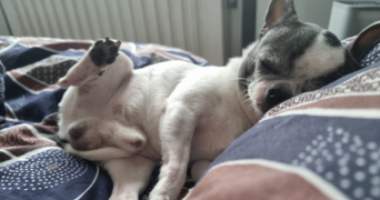 guillaume pet sitter à SURVILLIERS 95470_3