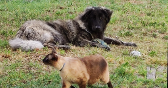 elodie pet sitter à VILLENAVE D ORNON 33140_2