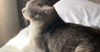 manon pet sitter à THONON LES BAINS 74200_2