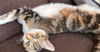 lucas pet sitter à PARIS 17 75017_3