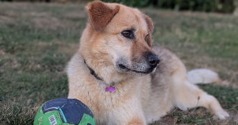 mélanie pet sitter à MERIGNAC 33700_2