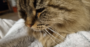 manon cat sitter à ROYAN 17200_3