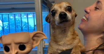 nicoly pet sitter à PARIS 16 75016_2