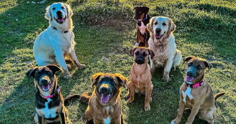 gary pet sitter à PARIS 03 75003_1