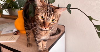 juliana pet sitter à PARIS 20 75020_4