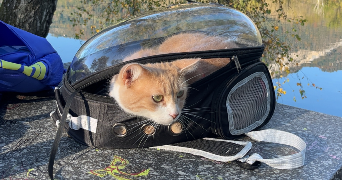 flora pet sitter à SCIONZIER 74950_4