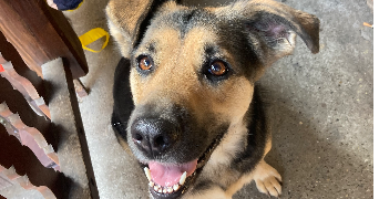 lydie dog sitter à OBERHAUSBERGEN 67205_1