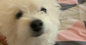 léa pet sitter à MONTPELLIER 34000_5