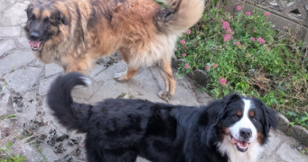 caroline pet sitter à MEURCHIN 62410_7